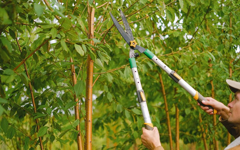 Tree trimming in Forest, IN